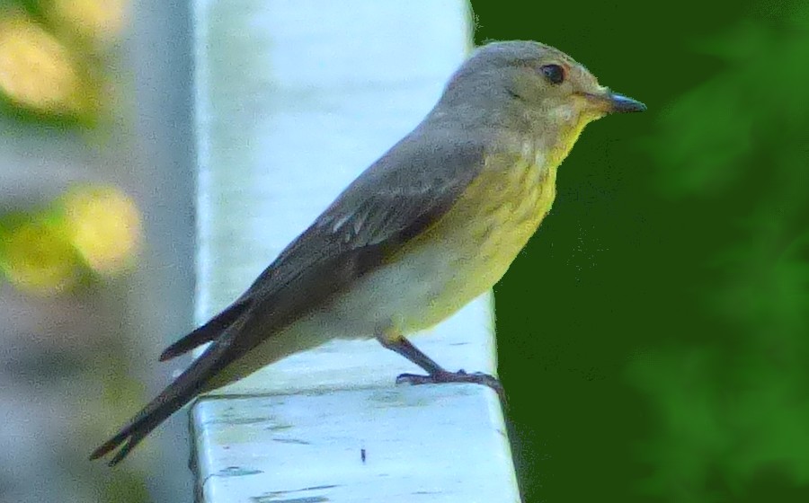 Verzellino?  No, Pigliamosche (Muscicapa striata)